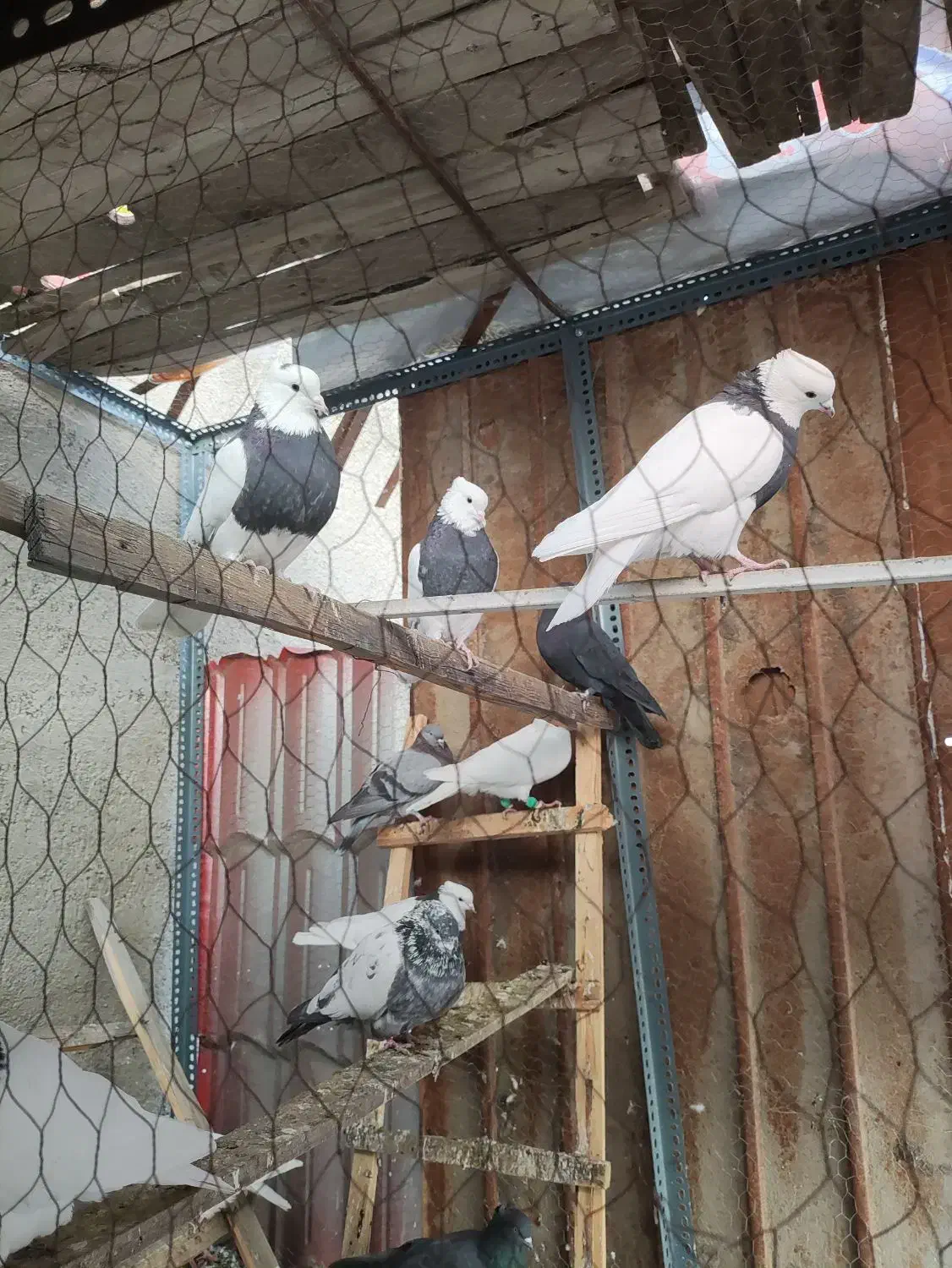 چندجفت طوقی خوب یکجا فروخته میشود|پرنده|تهران, خلیج فارس|دیوار