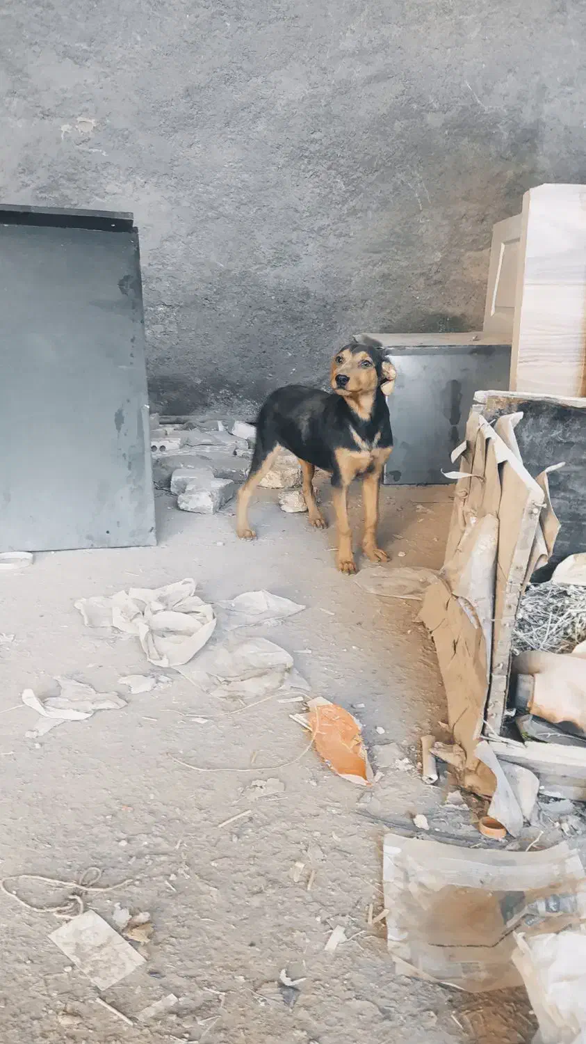 واگذاری سگ|سگ|مشهد, رباط طرق|دیوار