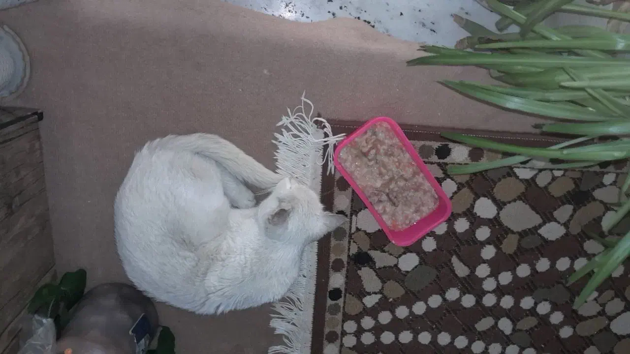 پیدا شده|حیوانات|چناران, |دیوار