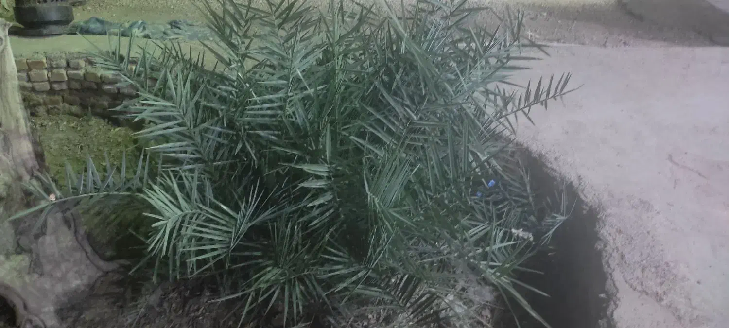 چند عدد نخل|گل و گیاه طبیعی|شوشتر, |دیوار