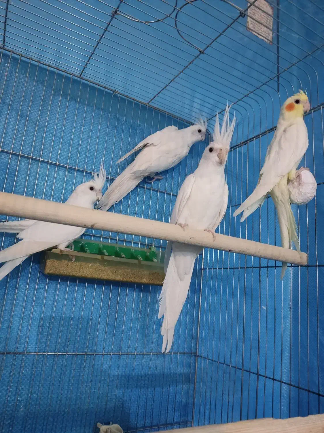 عروس هلندی ، مرغ عشق ،خنداب|پرنده|ملایر, |دیوار