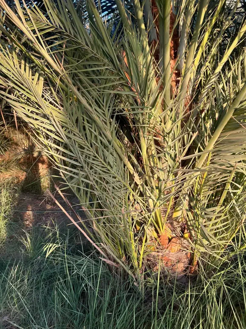 به چند نفر درزمینه نخل وارد باشد نیاز هست|خدمات باغبانی و درختکاری|ایرانشهر, |دیوار