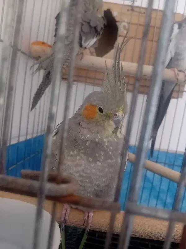 عروس هلندی نر و ماده رام و دستی|پرنده|قرچک, مجتمع مسکونی طبیعت|دیوار