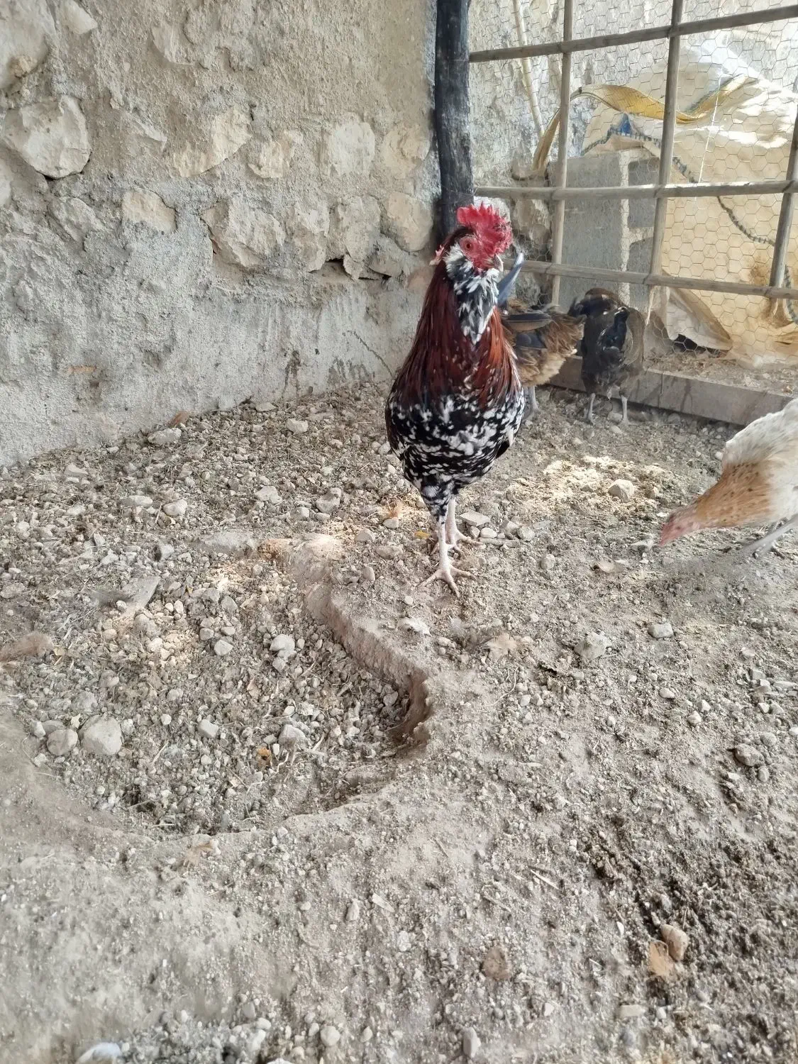 مرغ خروس|حیوانات مزرعه|خمیر, |دیوار