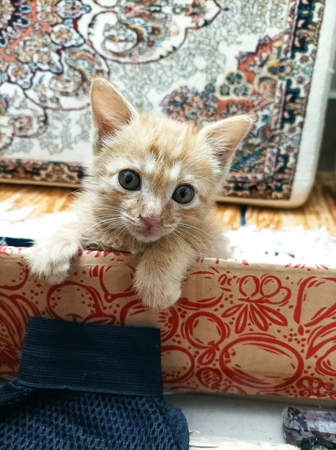 واگذاری گربه|گربه|قم, سنگ بند|دیوار