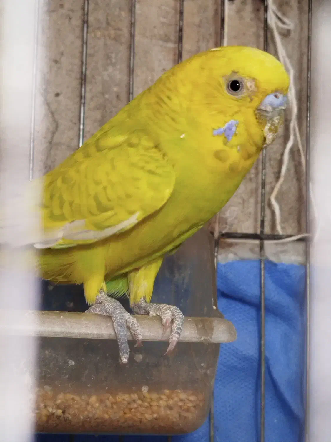 مرغ عشق نر|پرنده|ایلام, |دیوار