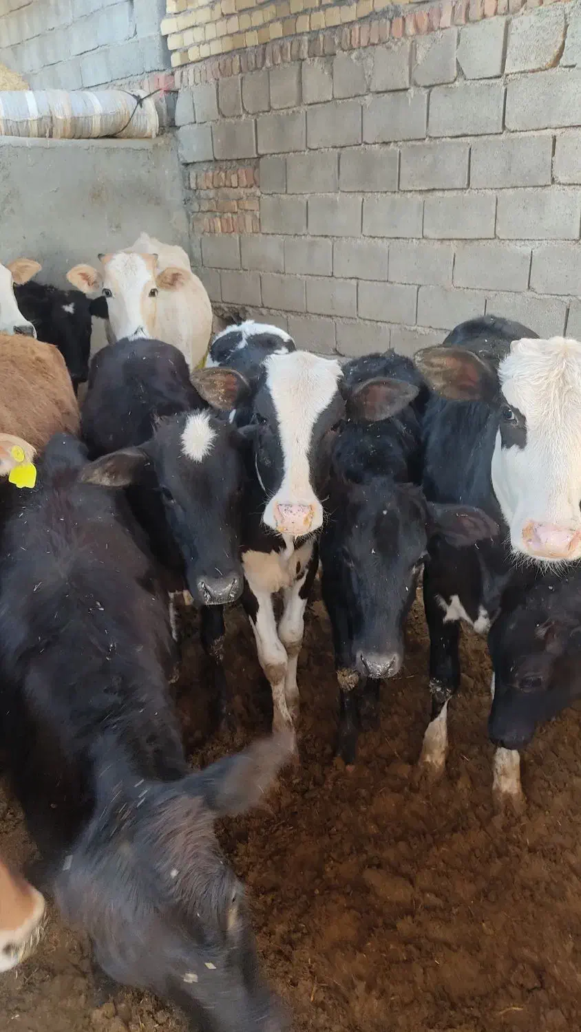 گوساله ماده۱۶ راس|حیوانات مزرعه|کوهدشت, |دیوار