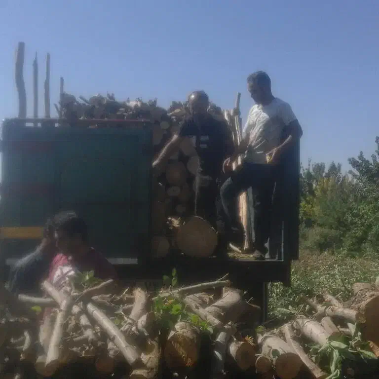 خرید نقدی چوب و درخت|خدمات باغبانی و درختکاری|میاندوآب, |دیوار