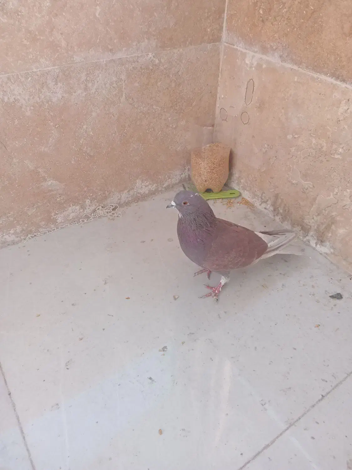 کفتر|پرنده|ملارد, |دیوار