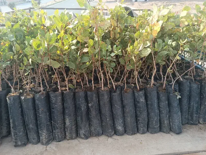 نهال پسته پاییزه|خدمات باغبانی و درختکاری|بیرجند, |دیوار