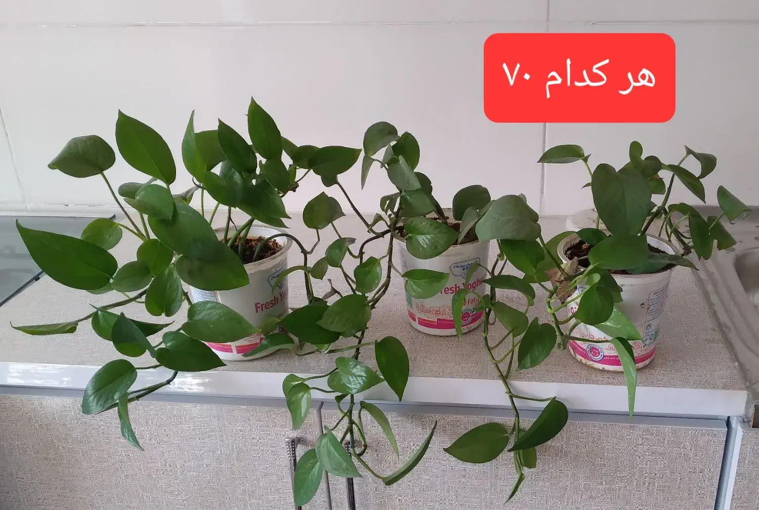 فروش گل طبیعی|گل و گیاه طبیعی|دورود, |دیوار