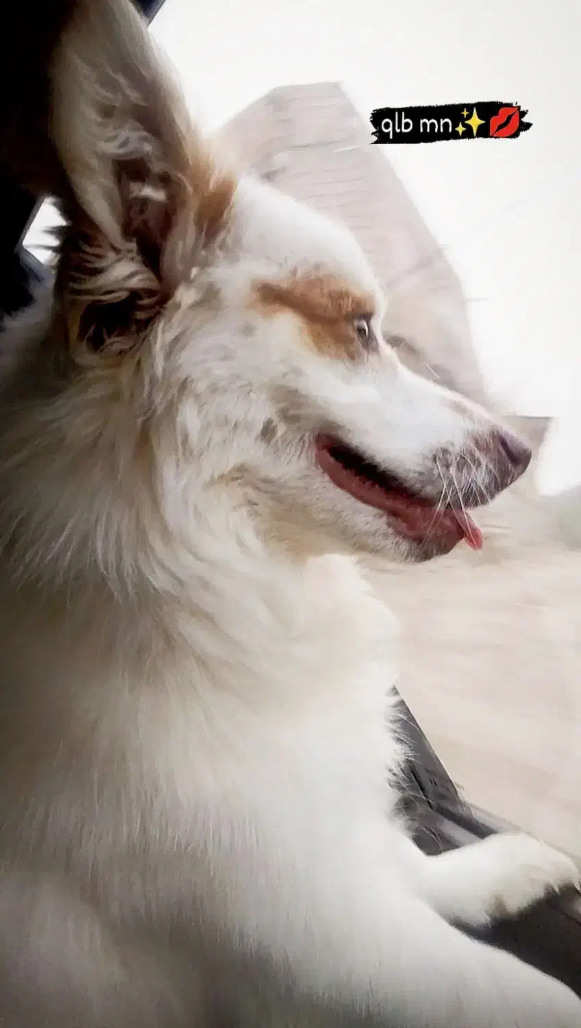 سگ اشپیتز روباهی|سگ|سرخنکلاته, |دیوار