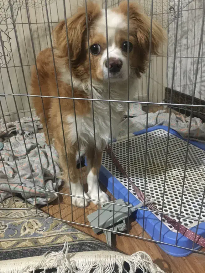 واگذاری سگ رایگان|سگ|اراک, |دیوار