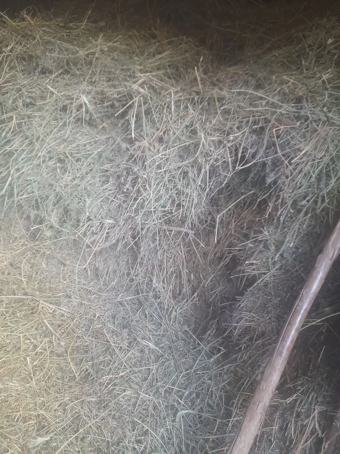 یونجهتمیز|حیوانات مزرعه|زرین دشت (همدان), |دیوار