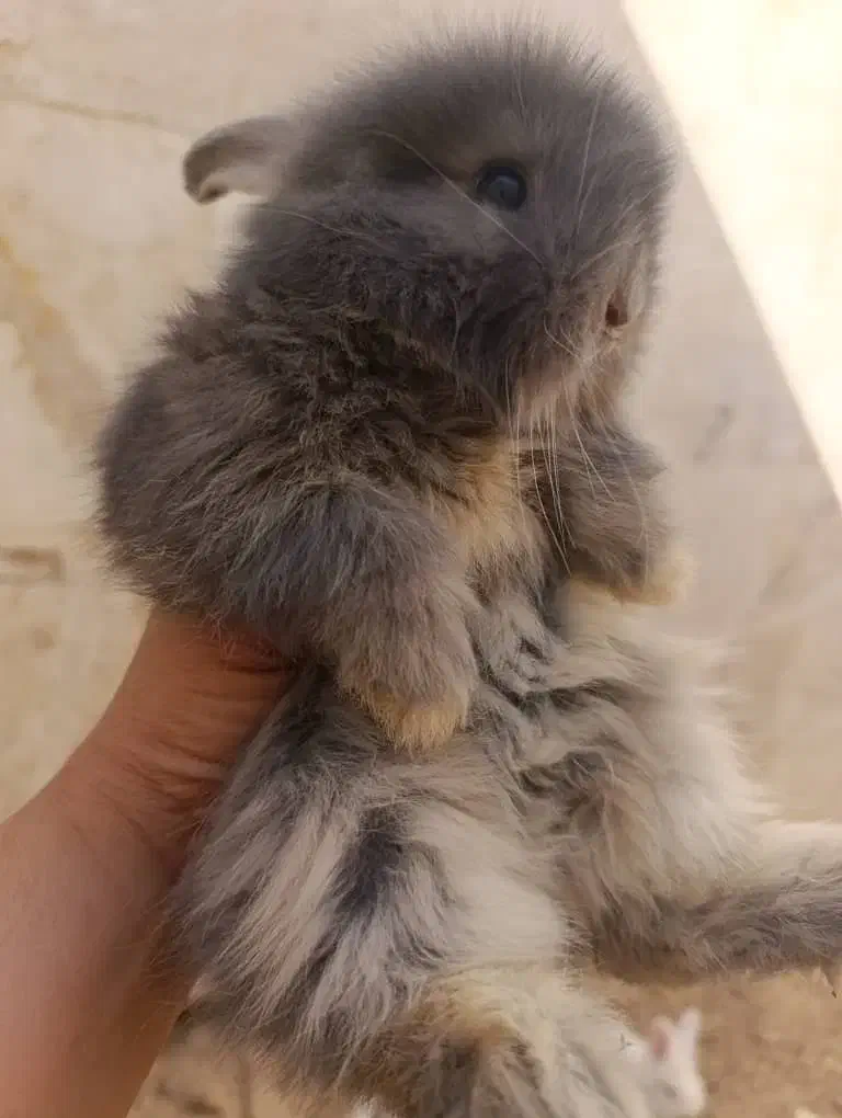 توله خرگوش لپ(عروسک زنده)|موش و خرگوش|دوگنبدان, |دیوار