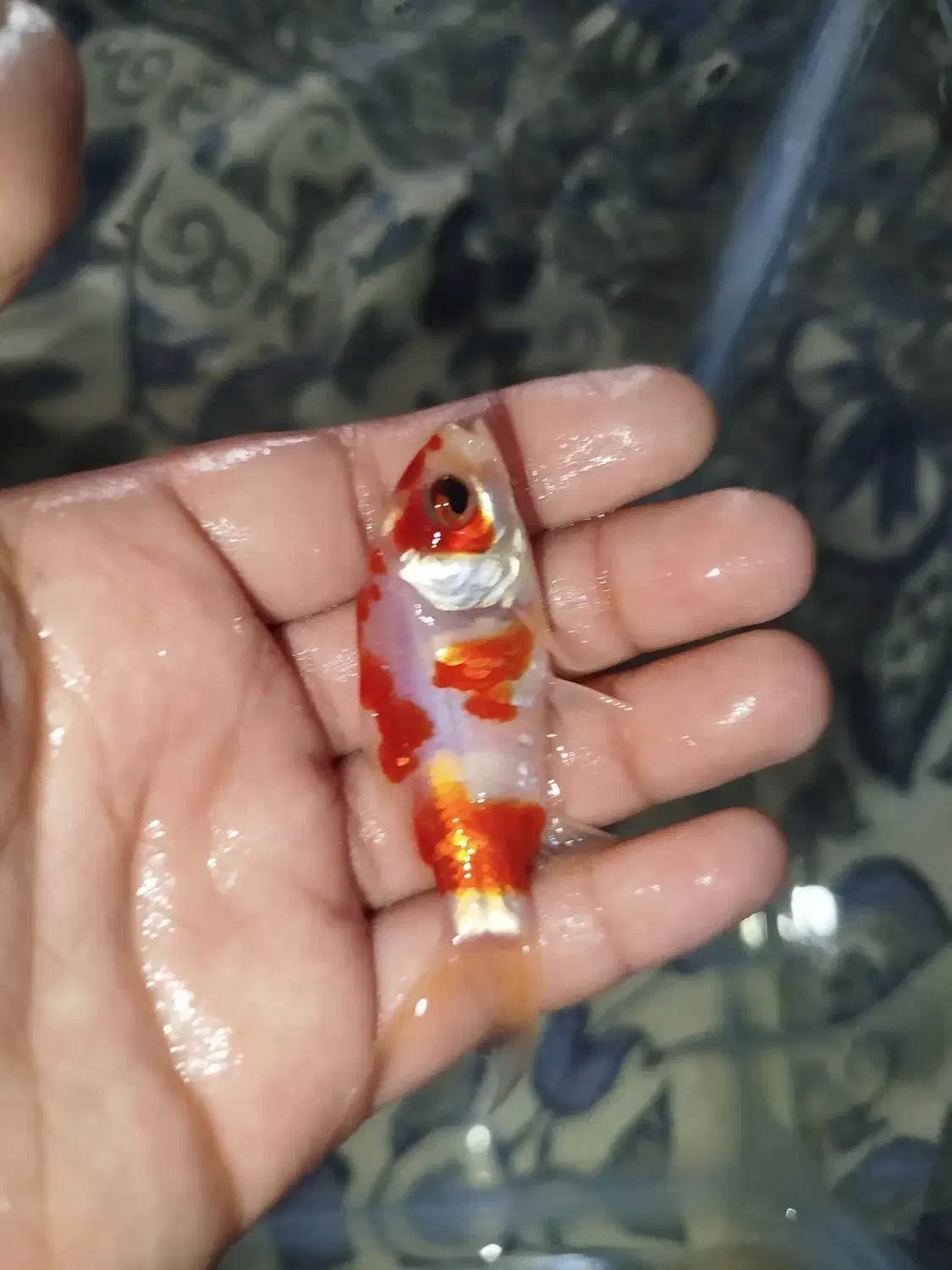 ماهی قرمز|ماهی|بیرجند, |دیوار