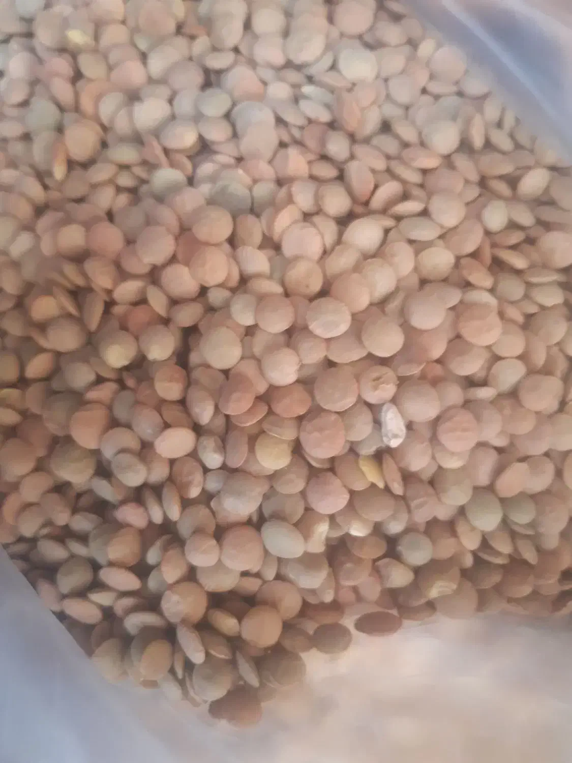 لوبیا چیتی ۳۳۰|خوردنی و آشامیدنی|پاکدشت, حصار امیر|دیوار