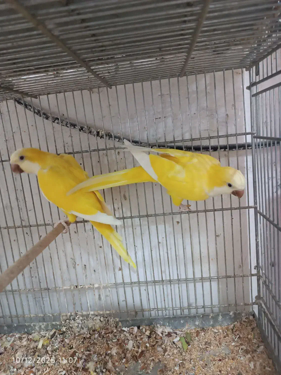 راهب خورشیدی ناندی کانور گرینچیک جوجه سرلاکی|پرنده|اهواز, شریعتی جنوبی|دیوار