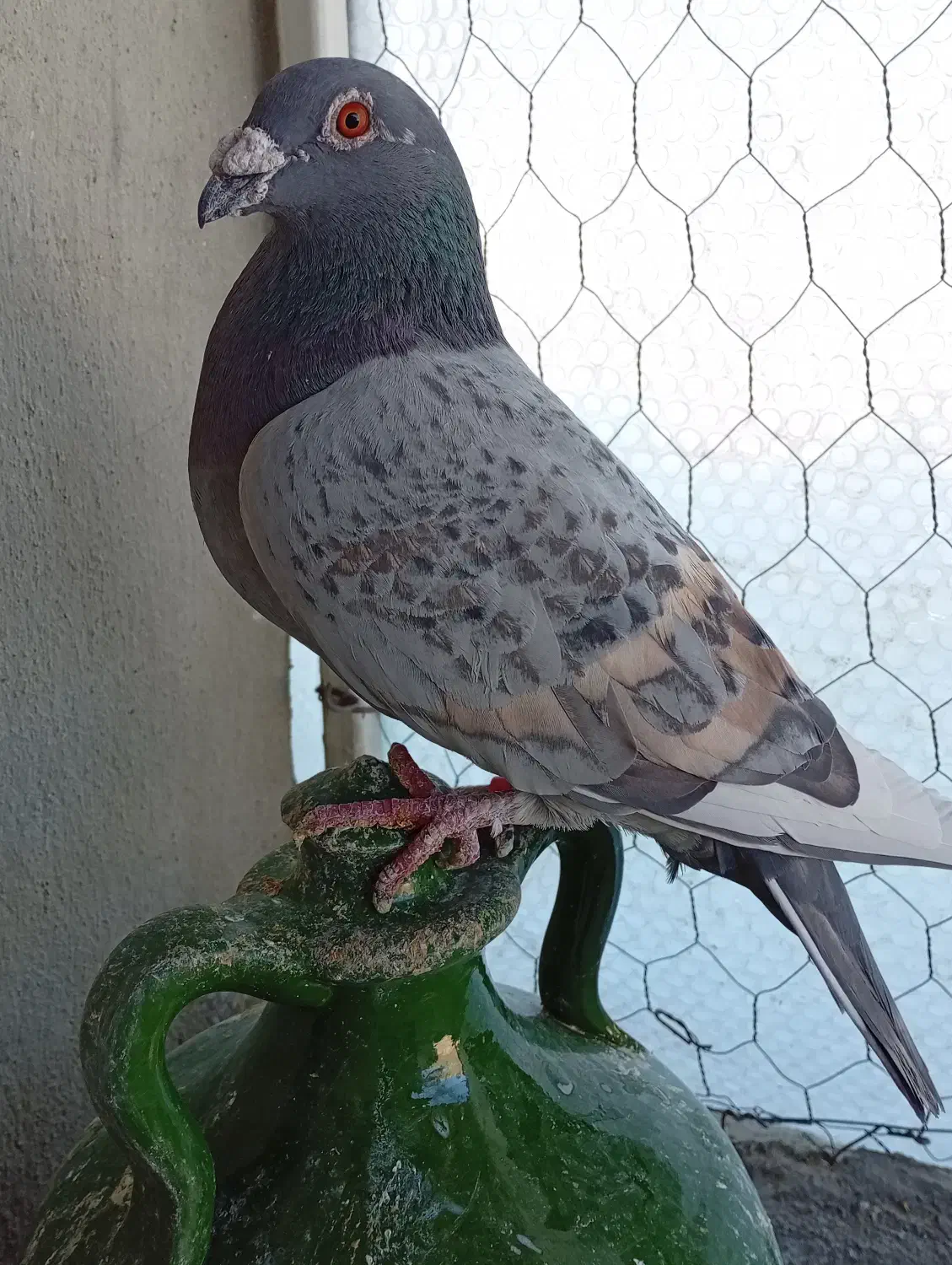 کبوتر|پرنده|آباده, |دیوار