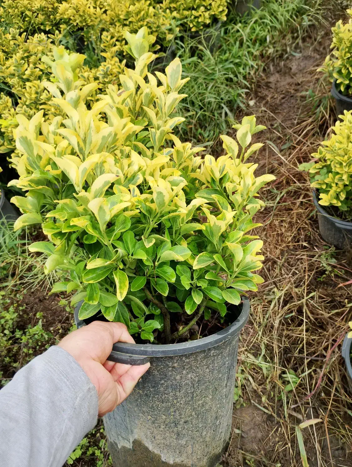 شمشاد طلایی سطل ۱۰|گل و گیاه طبیعی|کلاچای, |دیوار