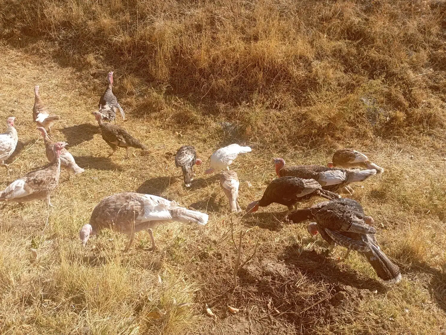 فروش بوقلمون|حیوانات مزرعه|امام, |دیوار