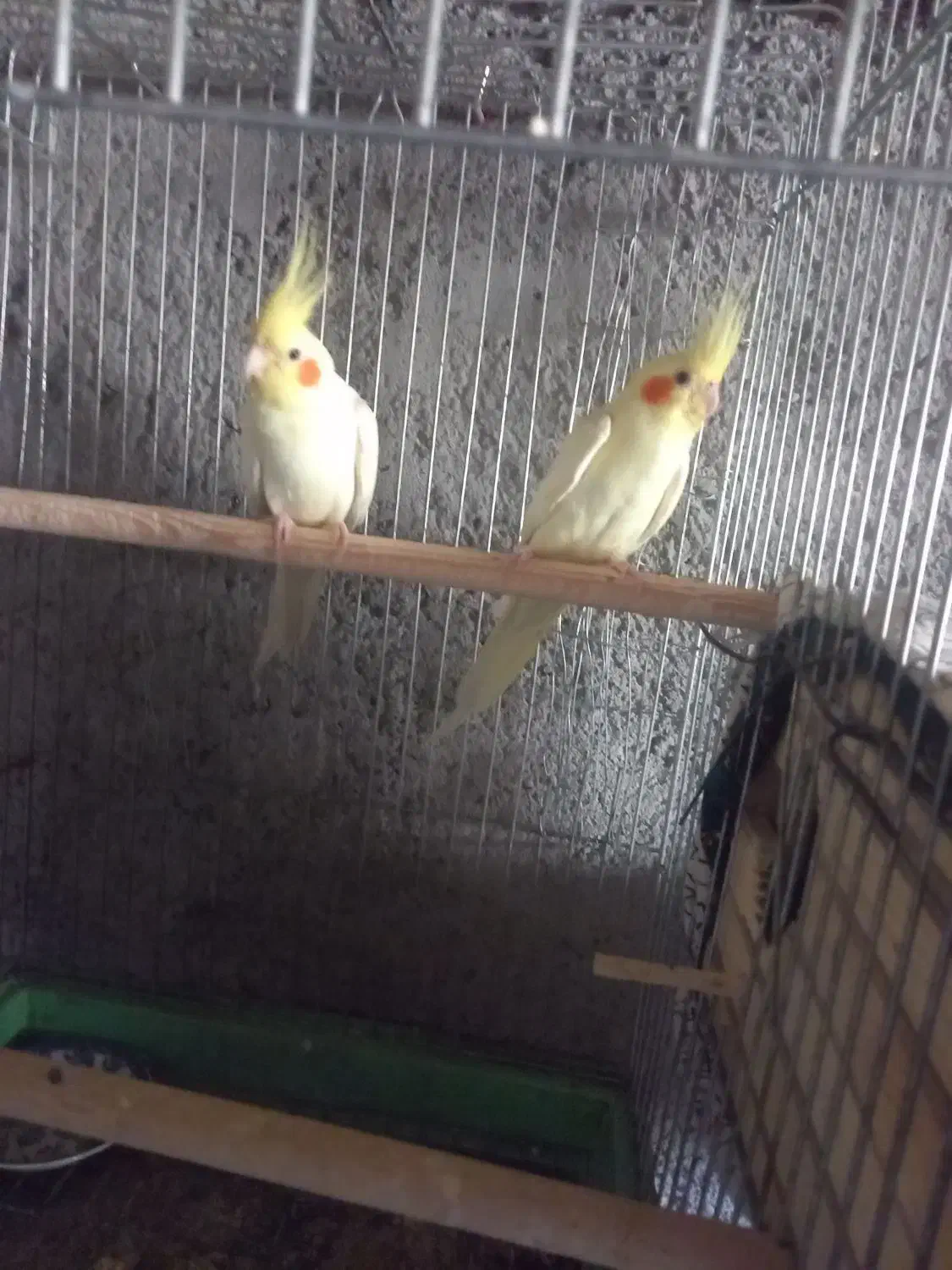 ۵جفت عروس هلندی یک جفت البینو و ۴جفت لوتینو|پرنده|بشاریات, |دیوار