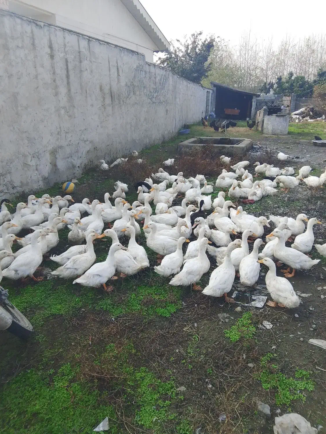 اردک پکنی|حیوانات مزرعه|رضوانشهر, |دیوار