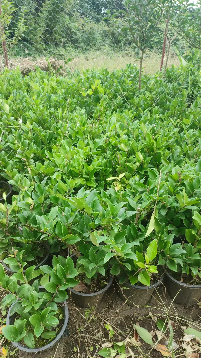 فروش یاس|گل و گیاه طبیعی|چابکسر, |دیوار