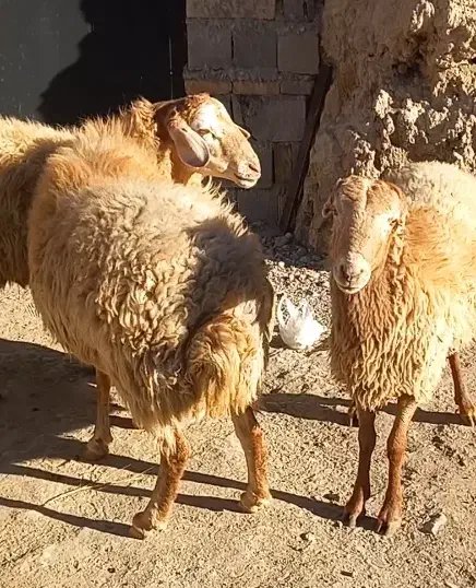 قوچ مغان گوسفند گاو بز|حیوانات مزرعه|دینور, |دیوار