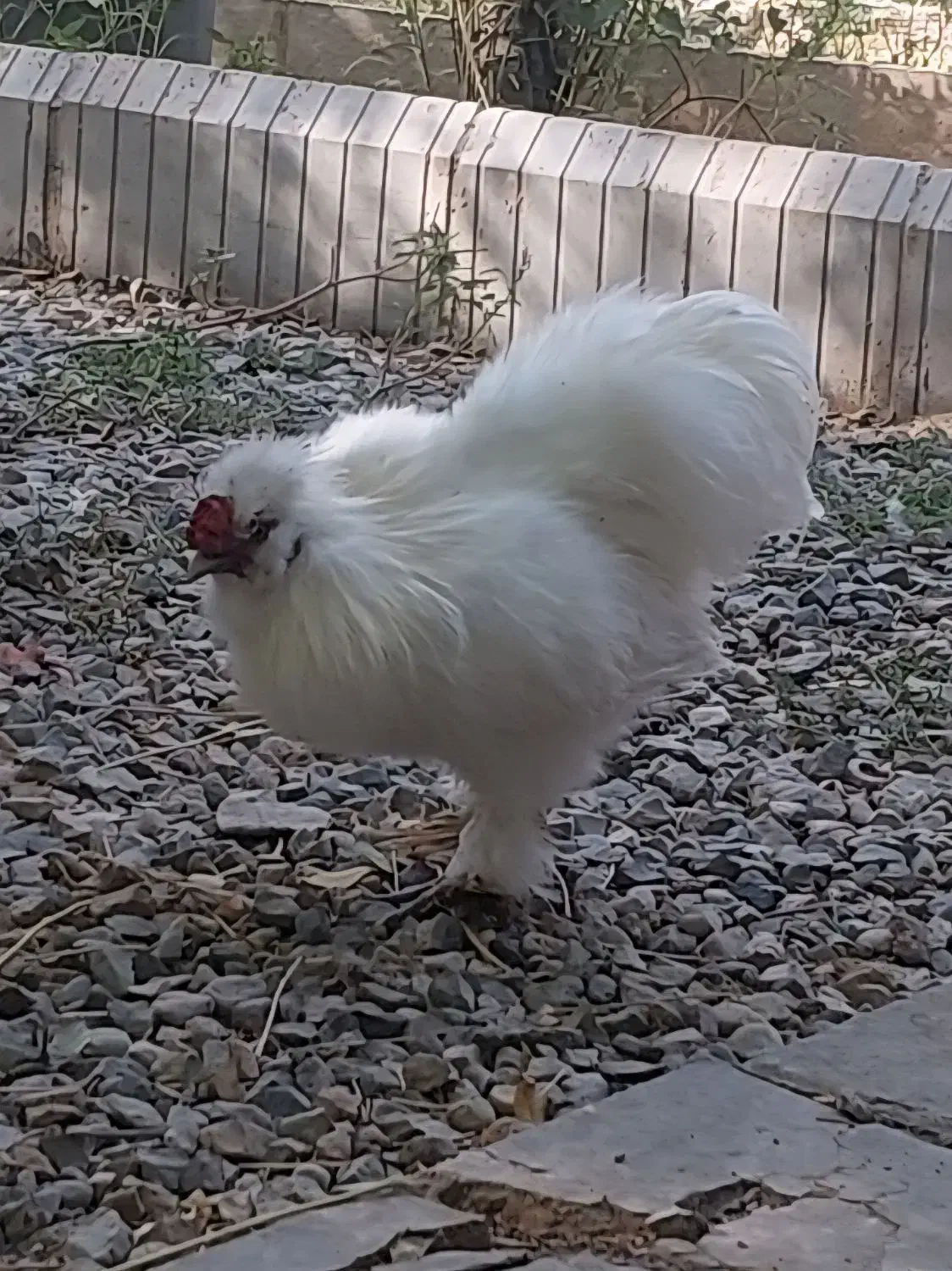 فروش دوتا خروس ابریشمی|حیوانات مزرعه|کهریزک, |دیوار