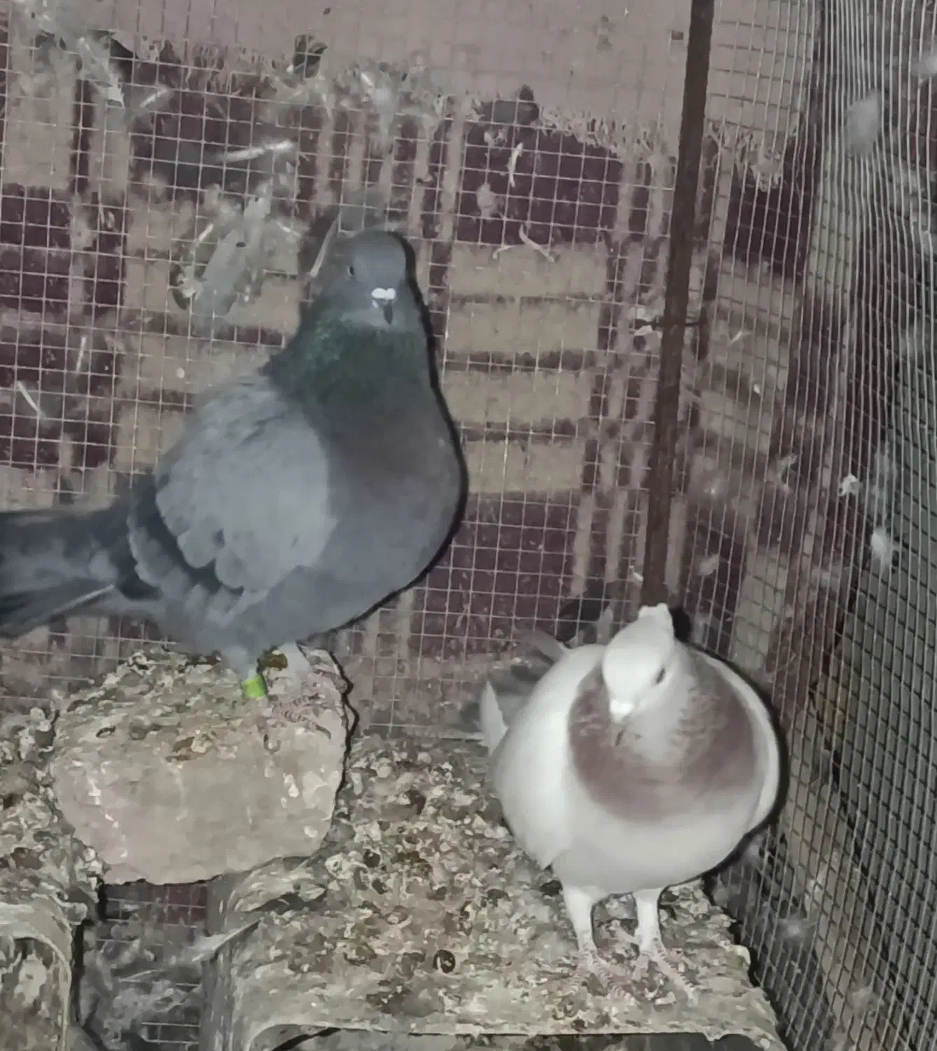 کفتر|پرنده|بم, |دیوار