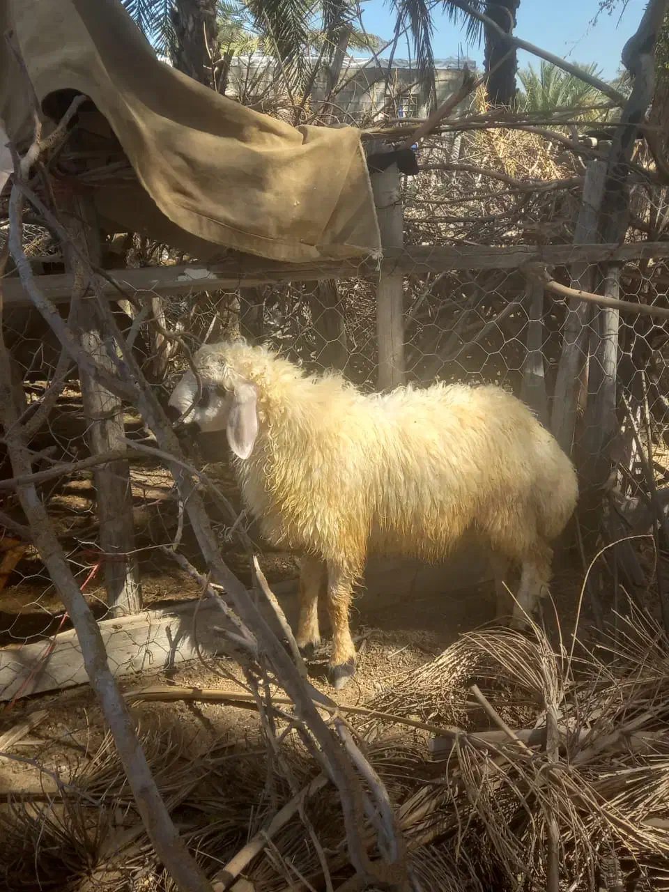 گوسفند|حیوانات مزرعه|فاریاب, |دیوار