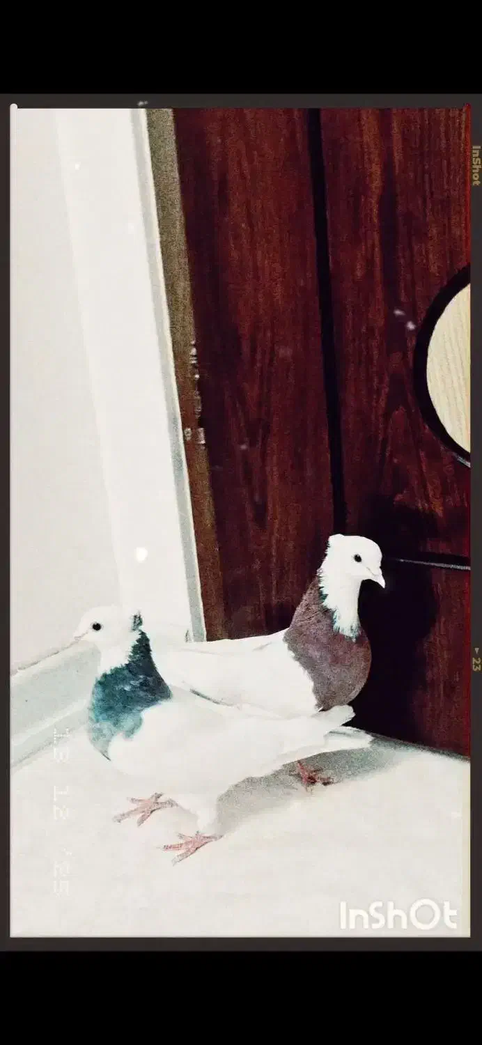 کبوتر طوقی|پرنده|فلاورجان, |دیوار