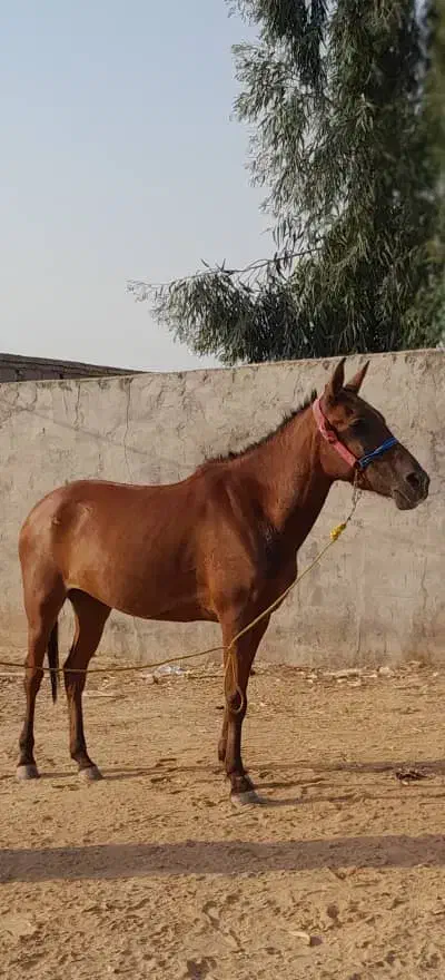 خرید و فروش اسب باری پالانی|حیوانات مزرعه|ثلاث باباجانی, |دیوار