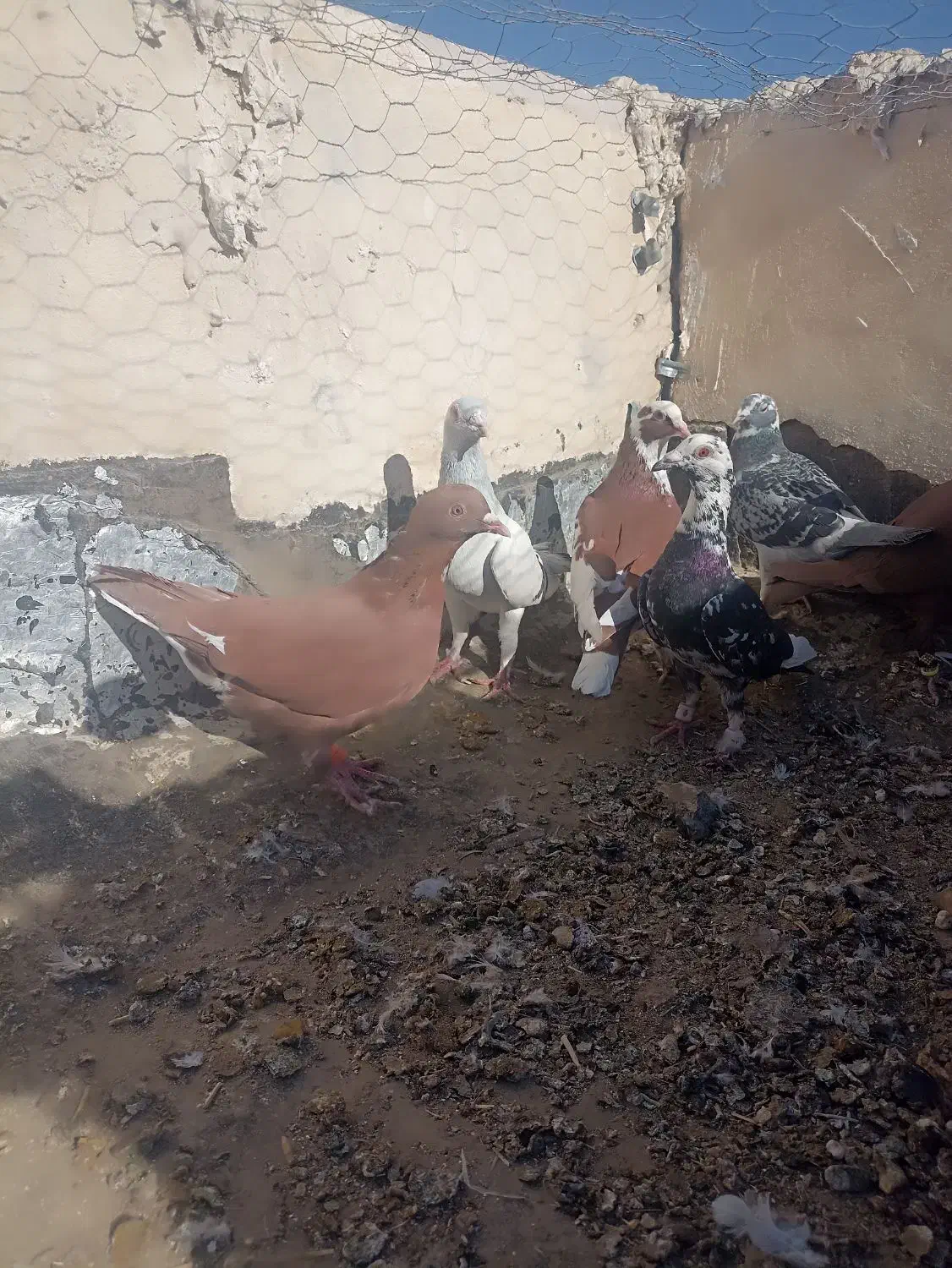 سرخ شامی|پرنده|میرجاوه, |دیوار