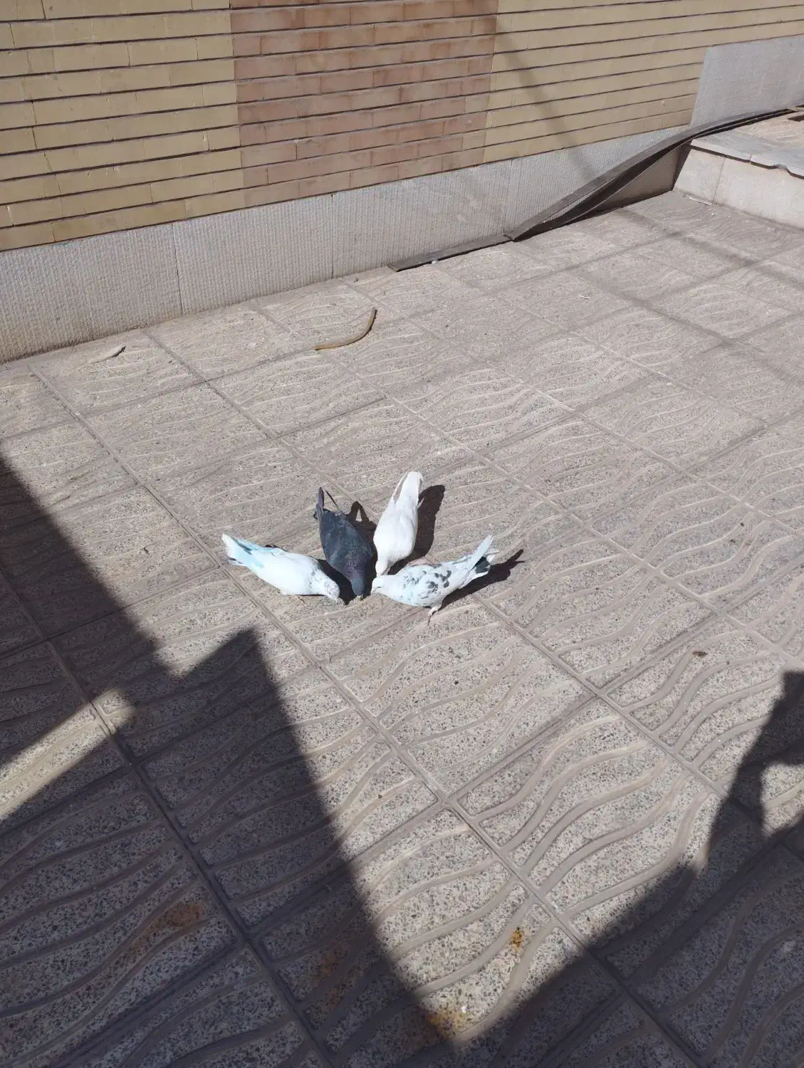 کبوتر پرشی|پرنده|مبارکه, |دیوار