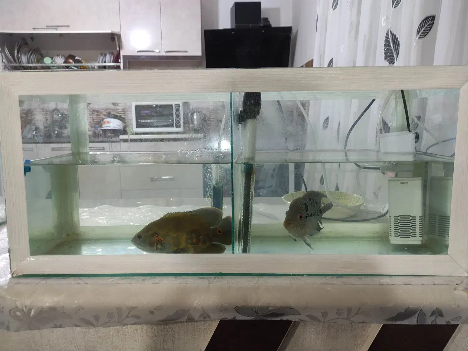 آکواریوم فروشی|ماهی|میاندوآب, |دیوار