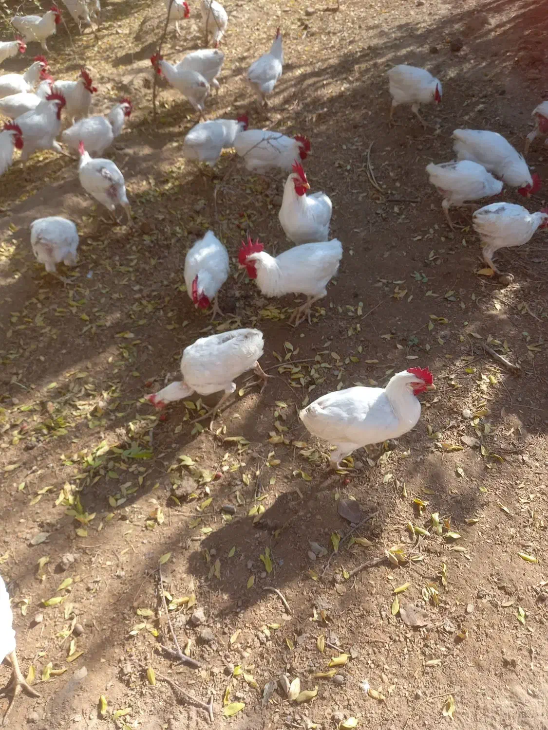 خروس سفید محلی|حیوانات مزرعه|جوین, |دیوار