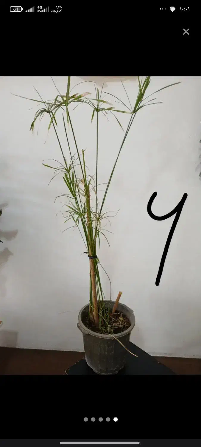 گل آپارتمان|گل و گیاه طبیعی|رباطکریم, شهرک والفجر|دیوار