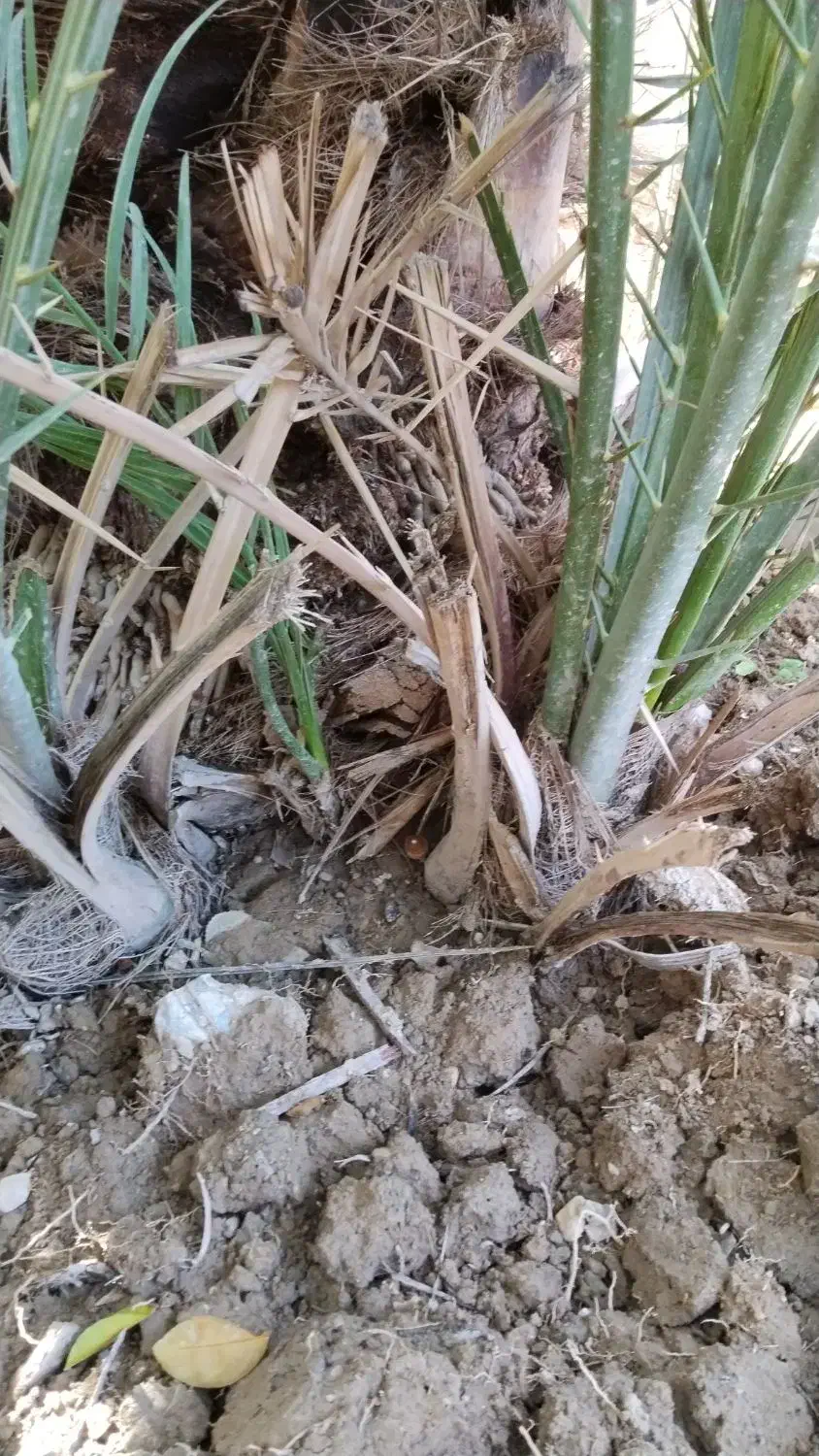 پاچول نخل گنتار|گل و گیاه طبیعی|خورموج, |دیوار