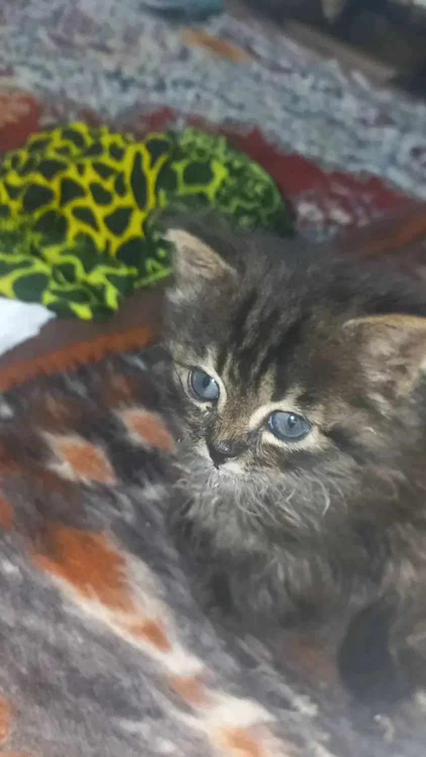 واگذاری یک گربه خوشگل پرشین چشم ابی|گربه|ارومیه, |دیوار