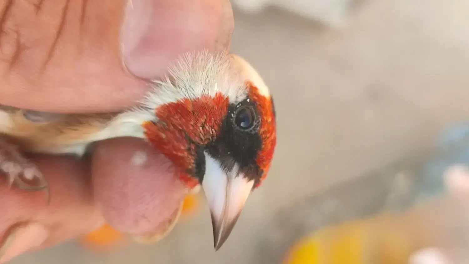 سهره جوجه امسالی کراوات گل بلند|پرنده|اسلامشهر, شهرک امام حسین (میان آباد)|دیوار