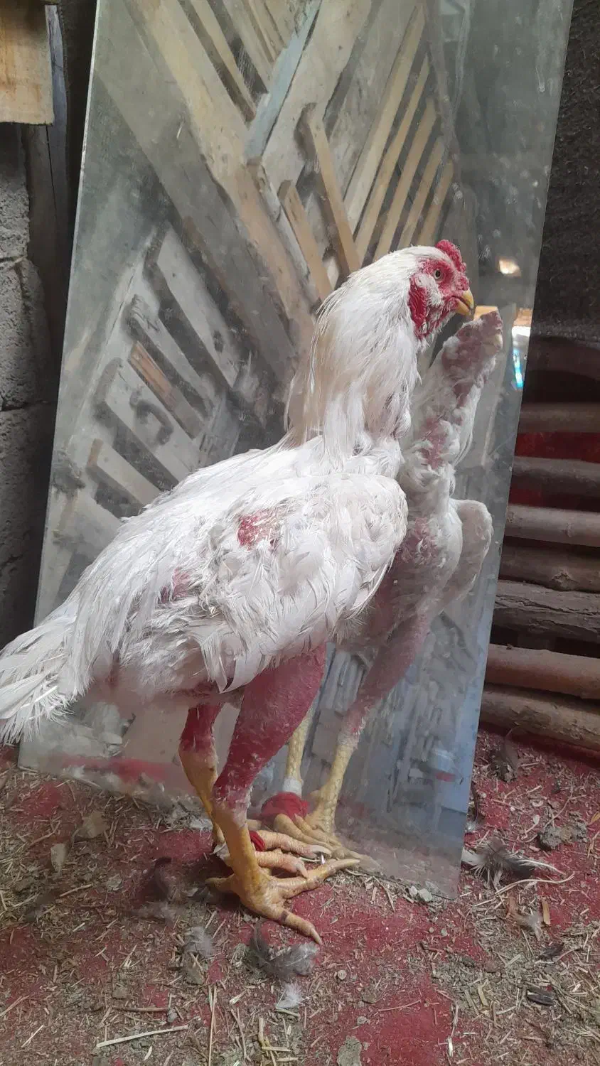 جوجه‌و‌خروس‌لاری‌ریش|حیوانات مزرعه|اردبیل, |دیوار