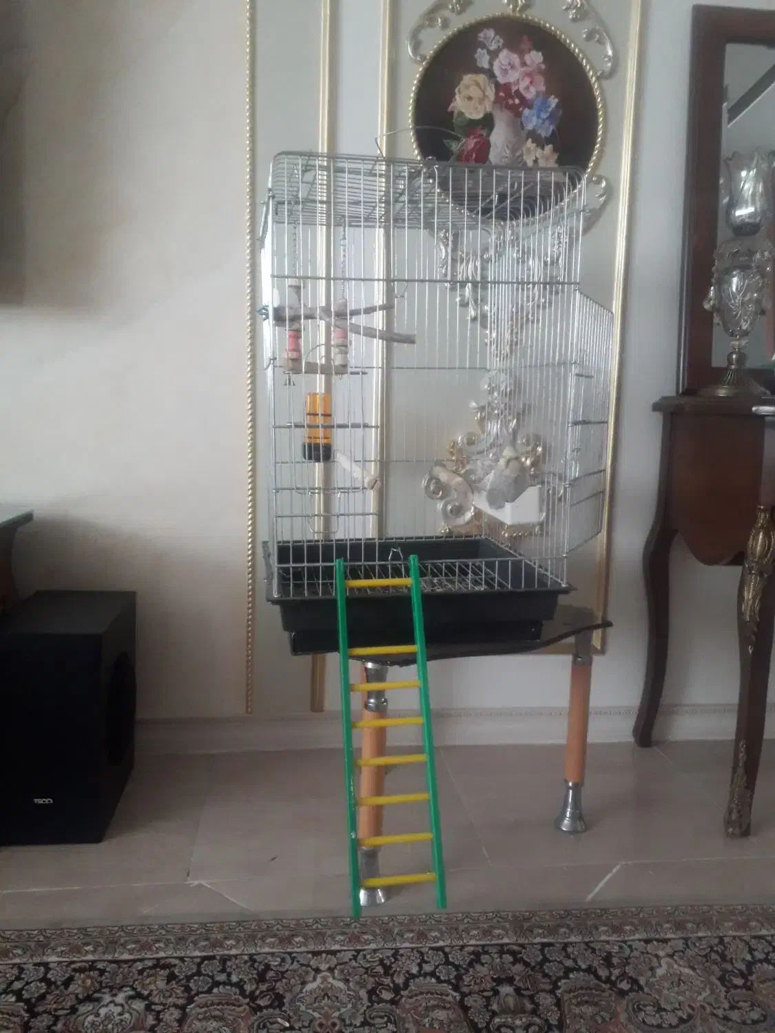 عروس هلندی همراه قفس|پرنده|زنجان, |دیوار