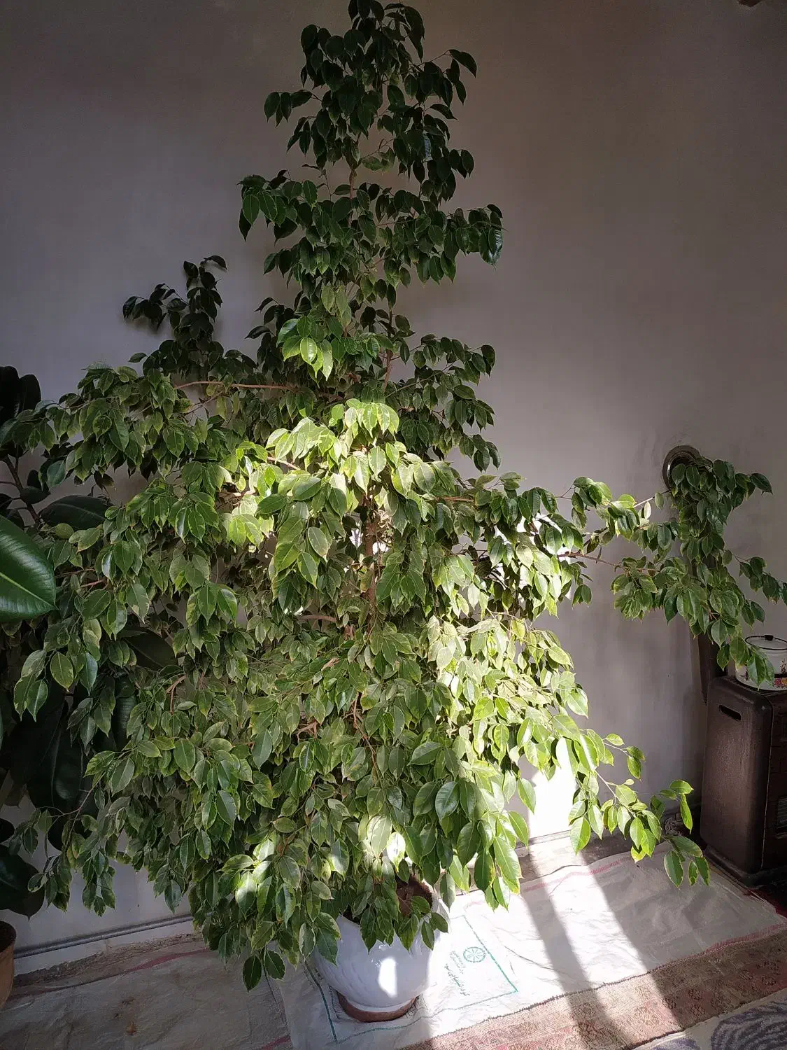 فروش گل بنجامین و فیکوس|گل و گیاه طبیعی|ملکان, |دیوار