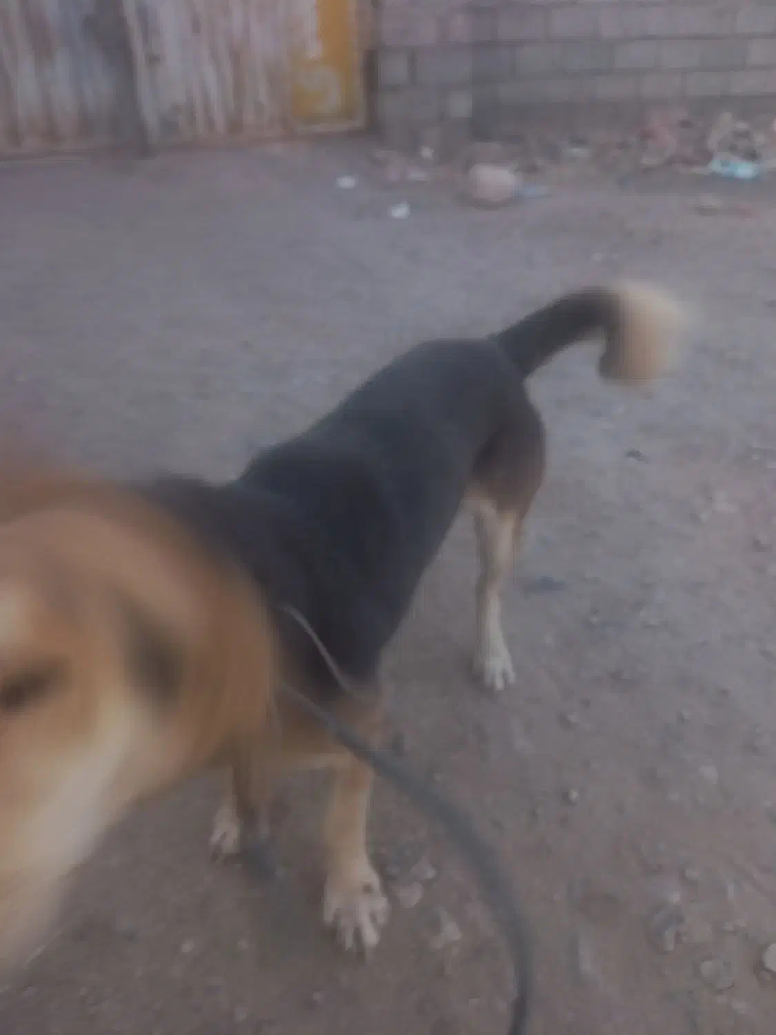 سگ خارجی پا کوتاه|سگ|ماهان, |دیوار