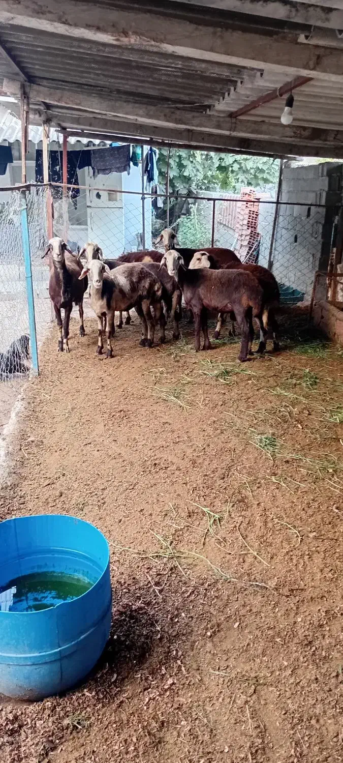 ۵راس میش پلنگی بروجردی ابستن با دوتا بره قوچ پلنگی|حیوانات مزرعه|نکا, |دیوار