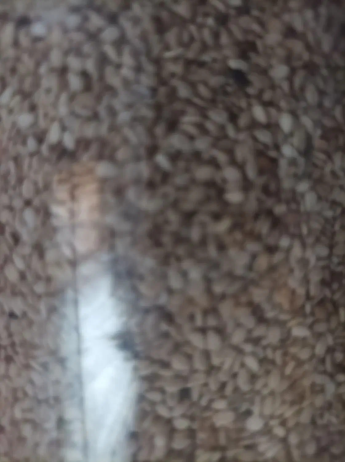 کنجدمحلی تمیز و باطعم عالی|خوردنی و آشامیدنی|دلند, |دیوار