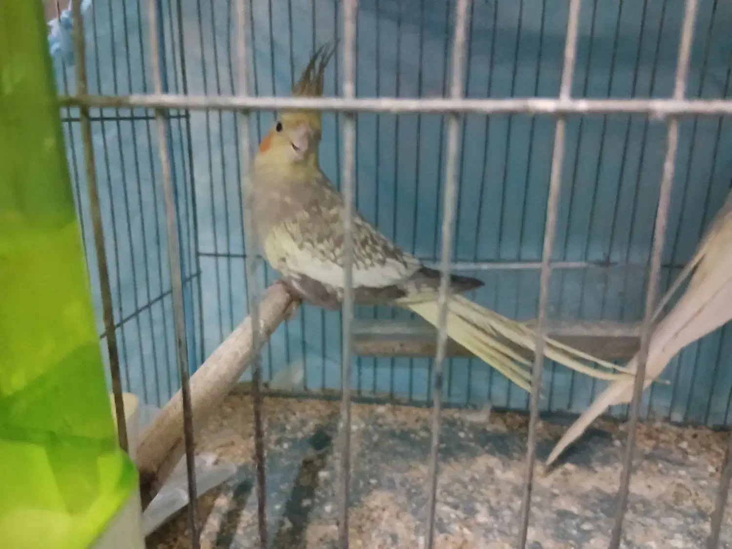 عروس هلندی|پرنده|رشت, پیرسرا|دیوار