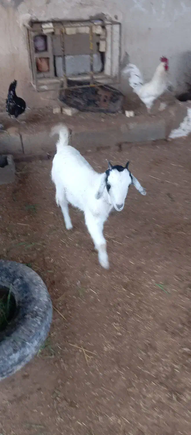 بز ماده نیدی|حیوانات مزرعه|شادگان, |دیوار